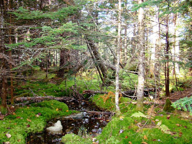 Fundy National Park - A Pinay's Diary