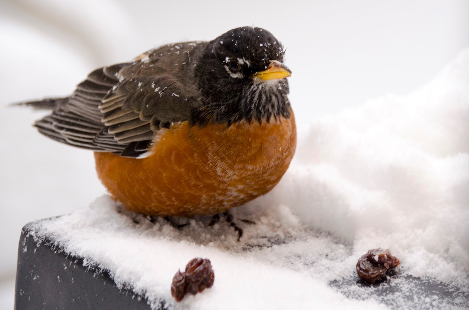 Urban Wildlife Guide Winter Robin is Back!