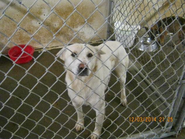 12/4/14 Will at Mason Cty Animal Shelter WV Needs Adopter