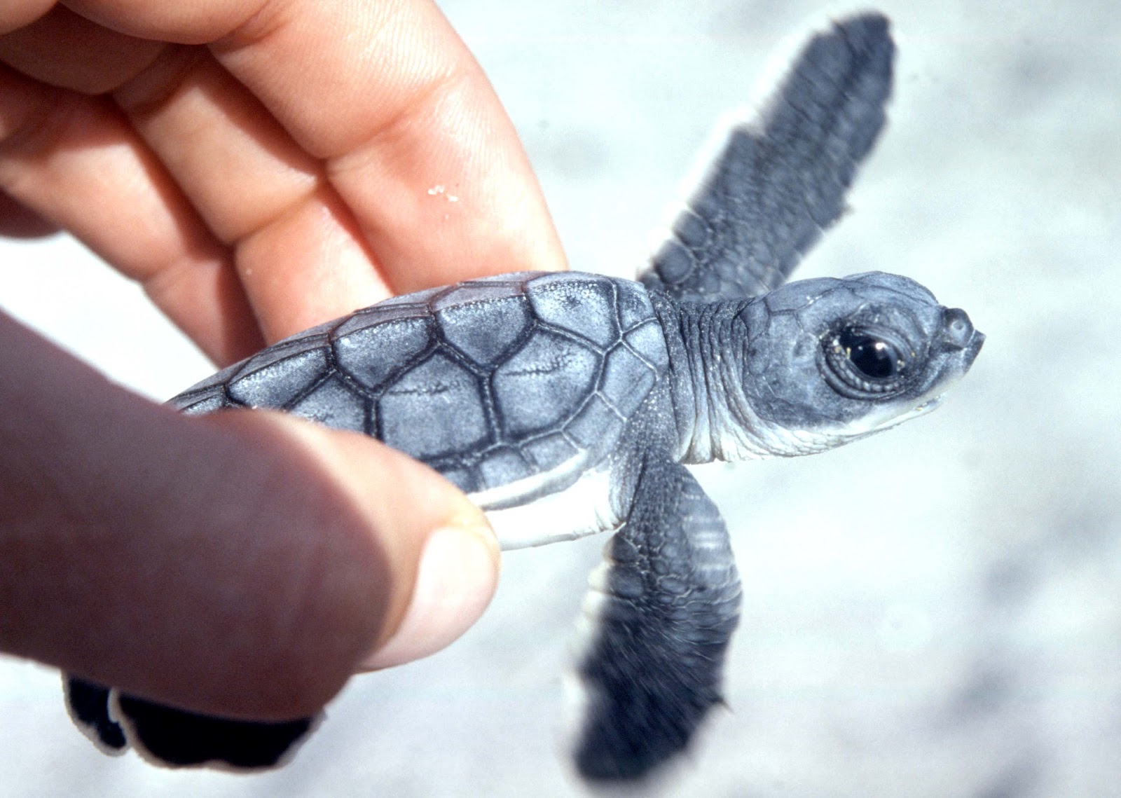 The Offshore Aquaholic Local Research Green Sea Turtles 101