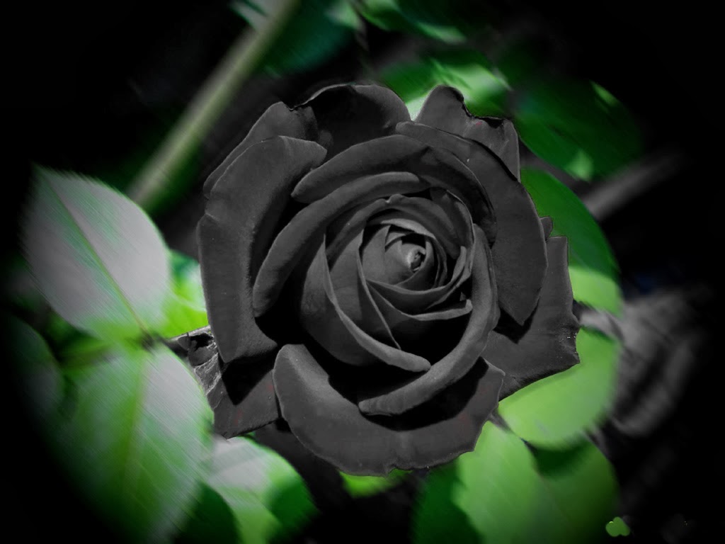 Bunga Stigma Black Rose Wallpapers