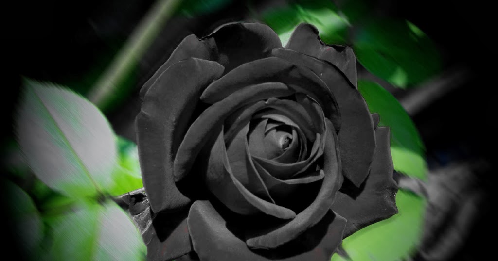 Black Rose Wallpapers - keywords HERE