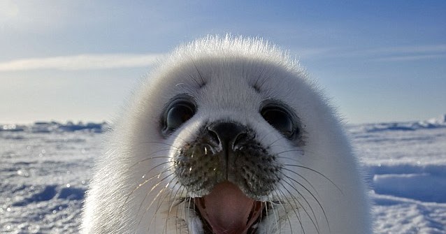 Cute!: Harp Seal Pup!