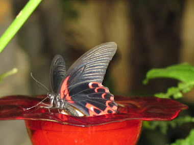 Black, White and Salmon Butterfly