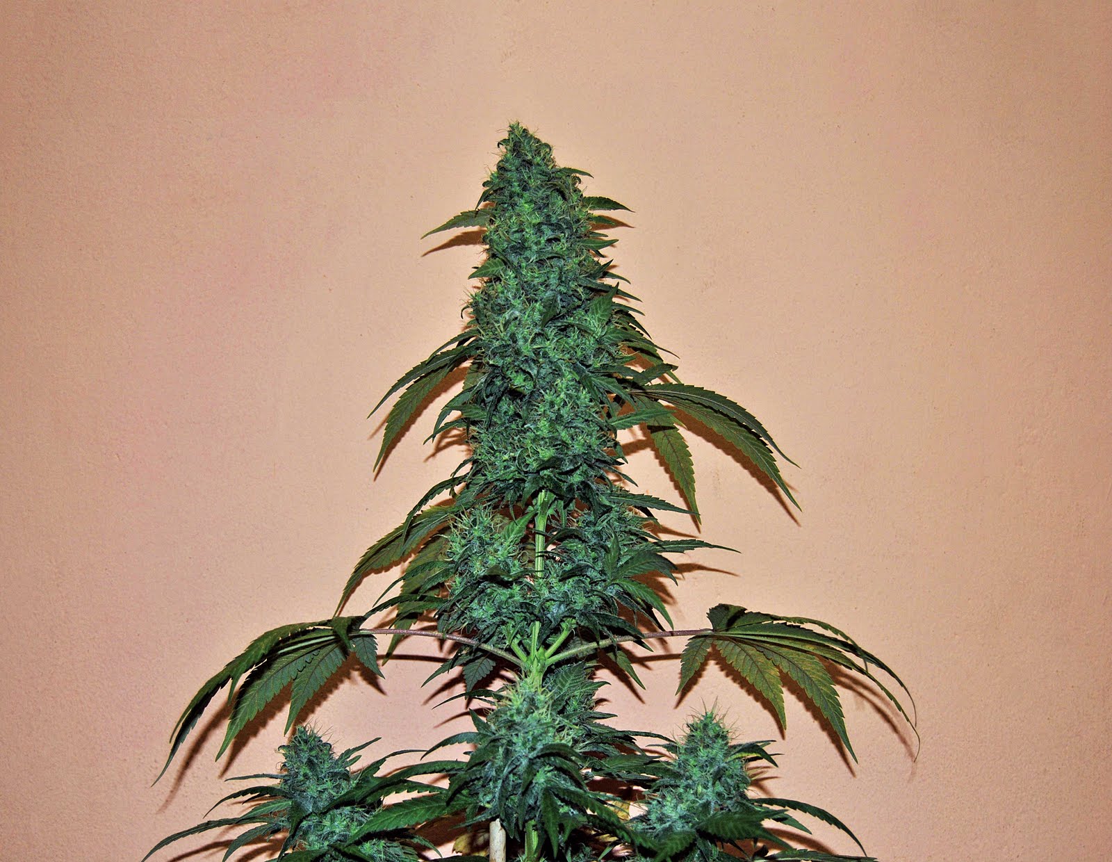 Cannabis Indica The Essential Guide Big Buddha Cheese from BIg Buddha