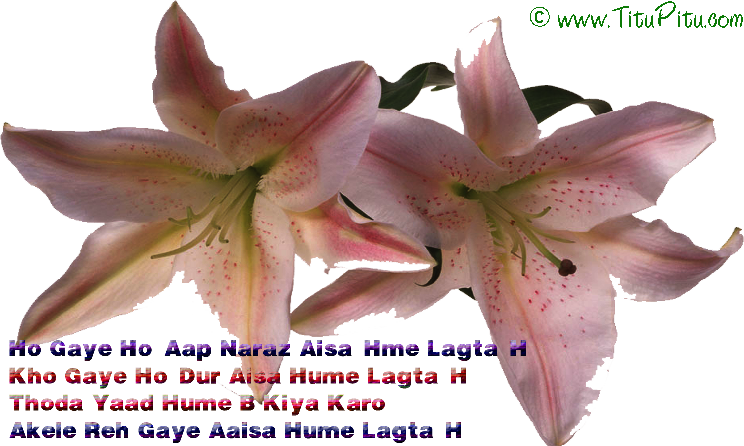 Dardedil sms in hindi Haryanvi makhol Jokes in Hindi Hindi