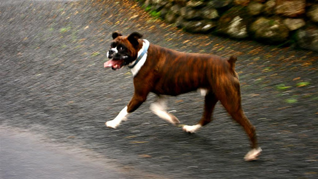 boxer dog portrait  