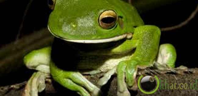 BACEM KODOK BACEM KODOK