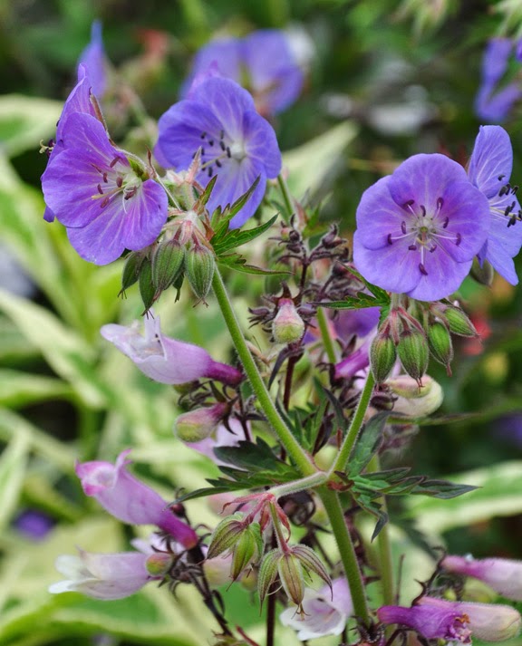 Three Dogs in a Garden Garden Canadensis, Part 3 More Plants