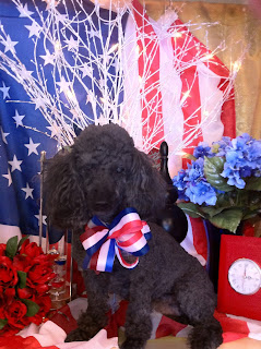 Dog Days of Summer - Stein Your Florist Co. Dog Days of Summer - Stein Your Florist Co.