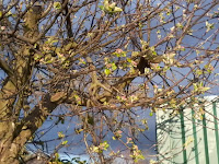 pear tree and robins