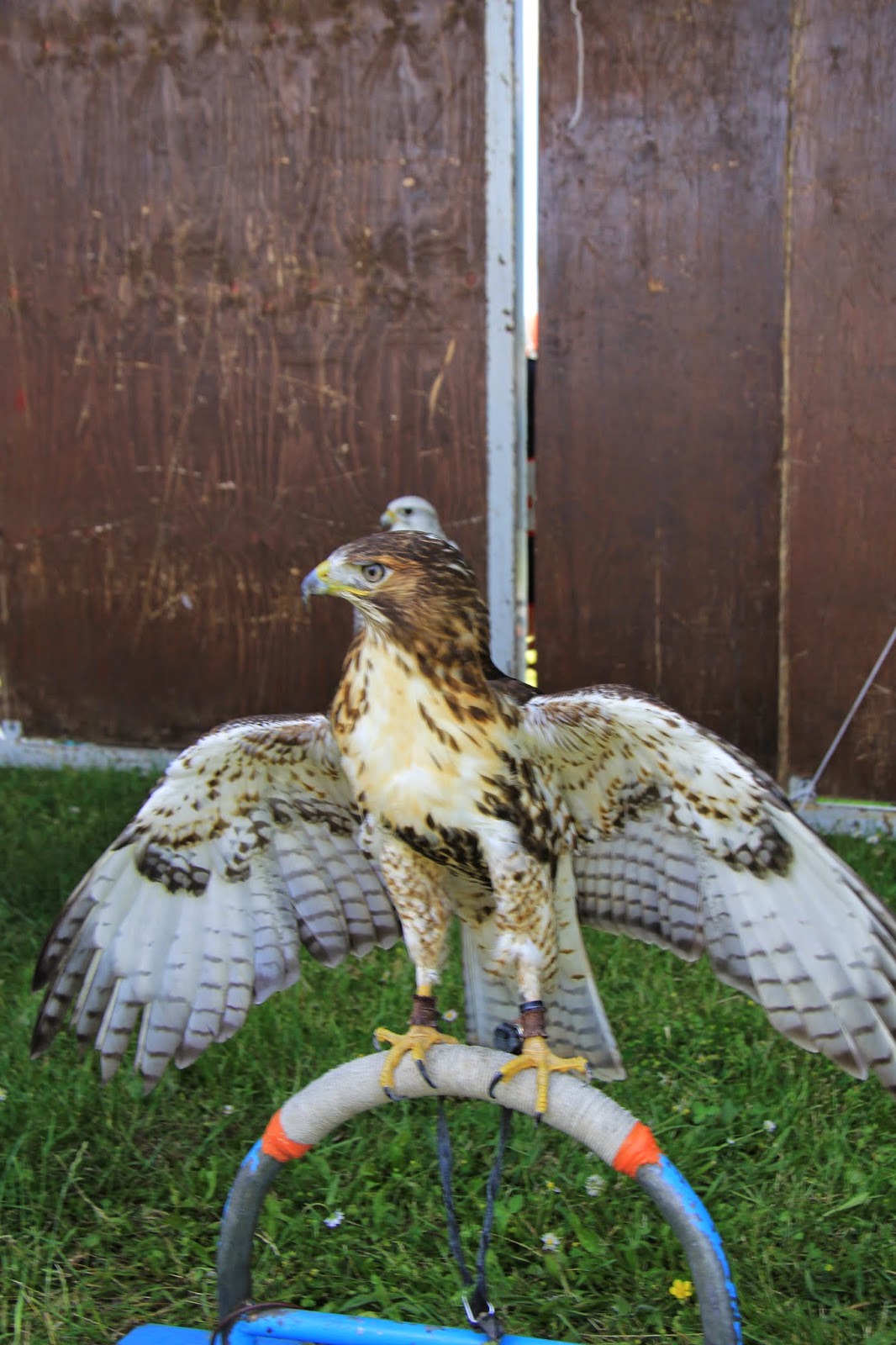 rencontre animaliere egriselle bocage