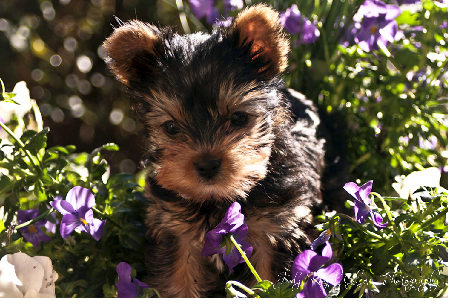 yorkie planter yorkie planter 1950s napco terrier yorkie ceramic planter seeing yorkie planter yorkie planter 1950s napco terrier yorkie ceramic planter seeing