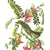 As lindas Aves de John James Audubon