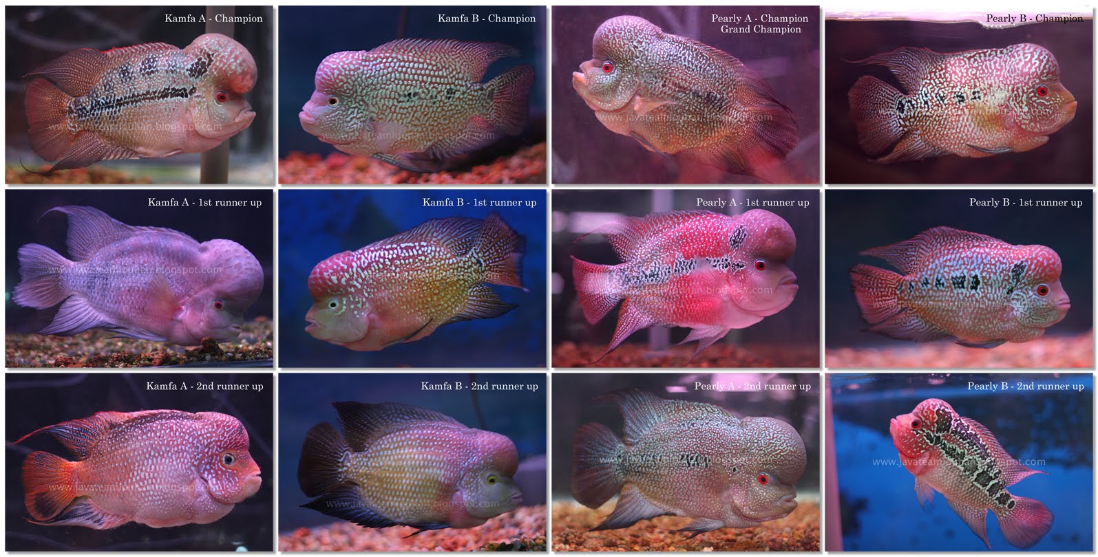 Flowerhorn The Hybrid Cichlids Malaysia Flowerhorn Competition Champion