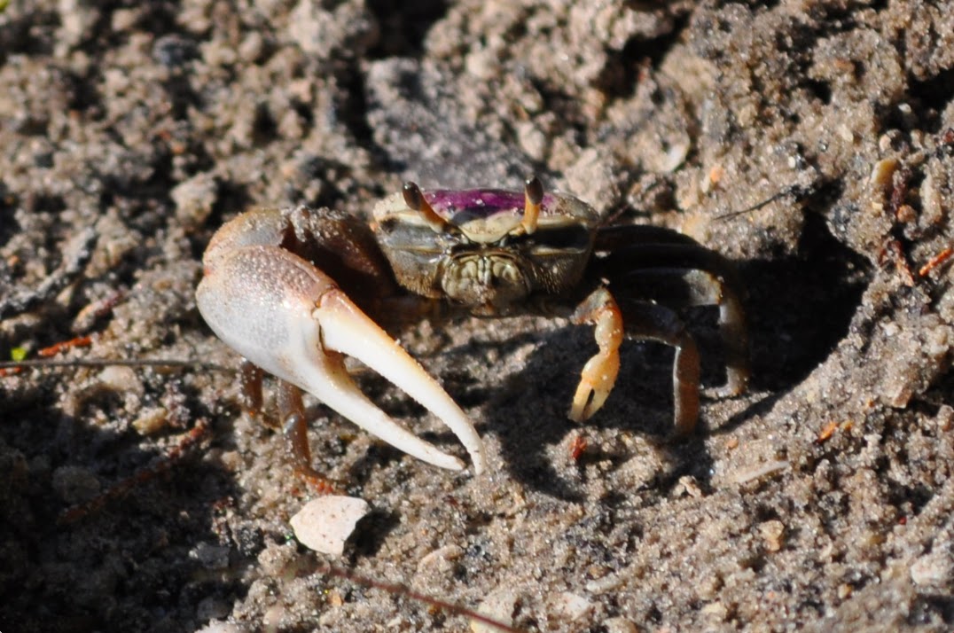 Superoceras Fiddler on the Beach