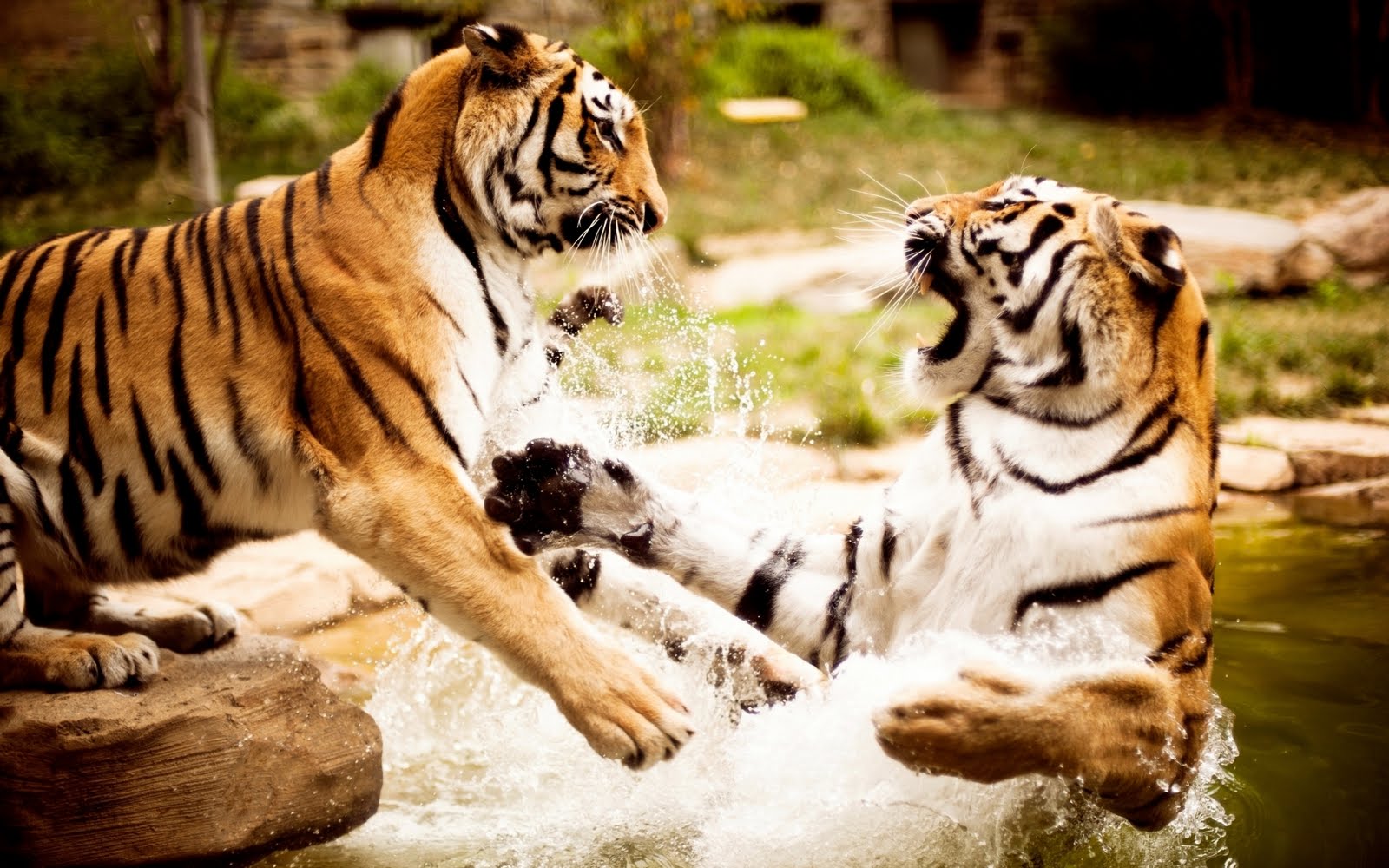 ME DSPIDO DEL FORO UN BESO A TODOS Tigers-fight-1920x1200