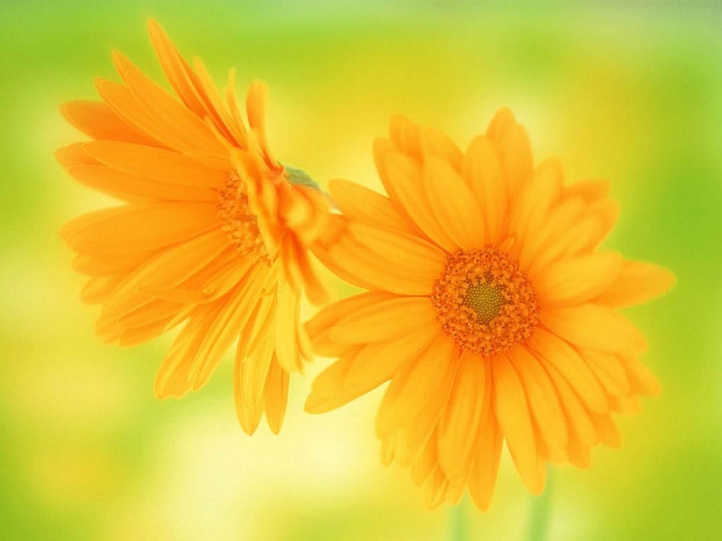 Pretty Yellow Flower Desktop widescreen wallpaper (1024 x 768