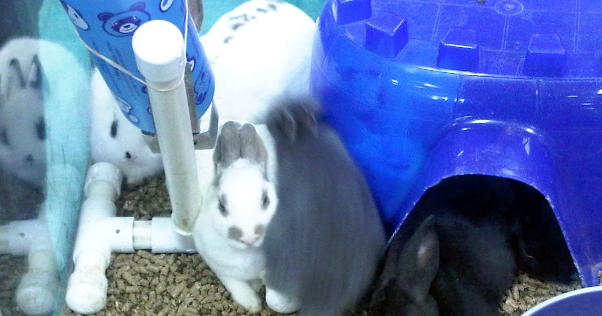 Rabbit Ramblings Pet store bunnies make me very sad