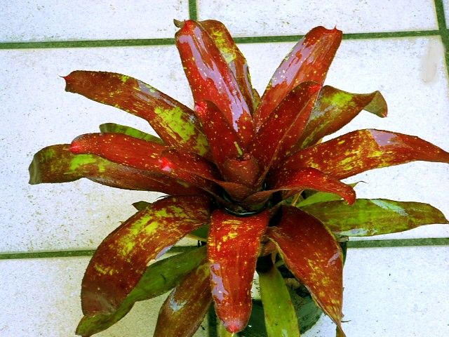 Neoregelia red glory