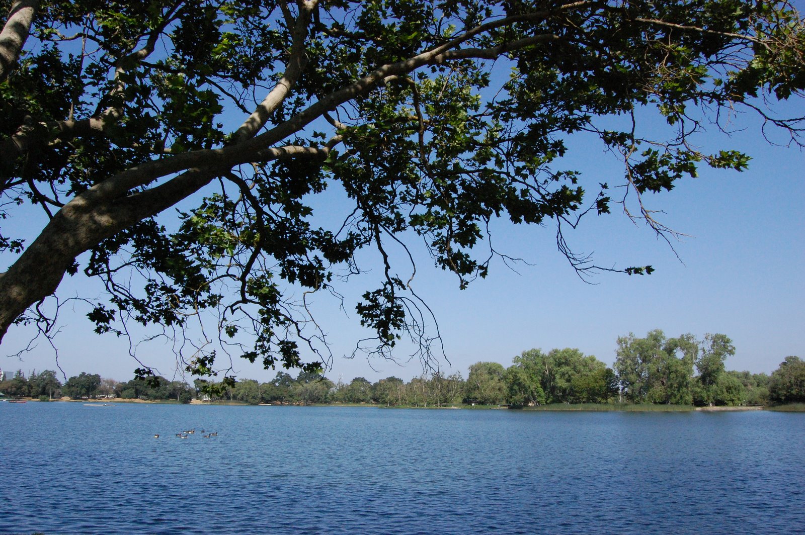 The Perfect Pear Downtown Lodi Have You Been to Lodi Lake Lately??