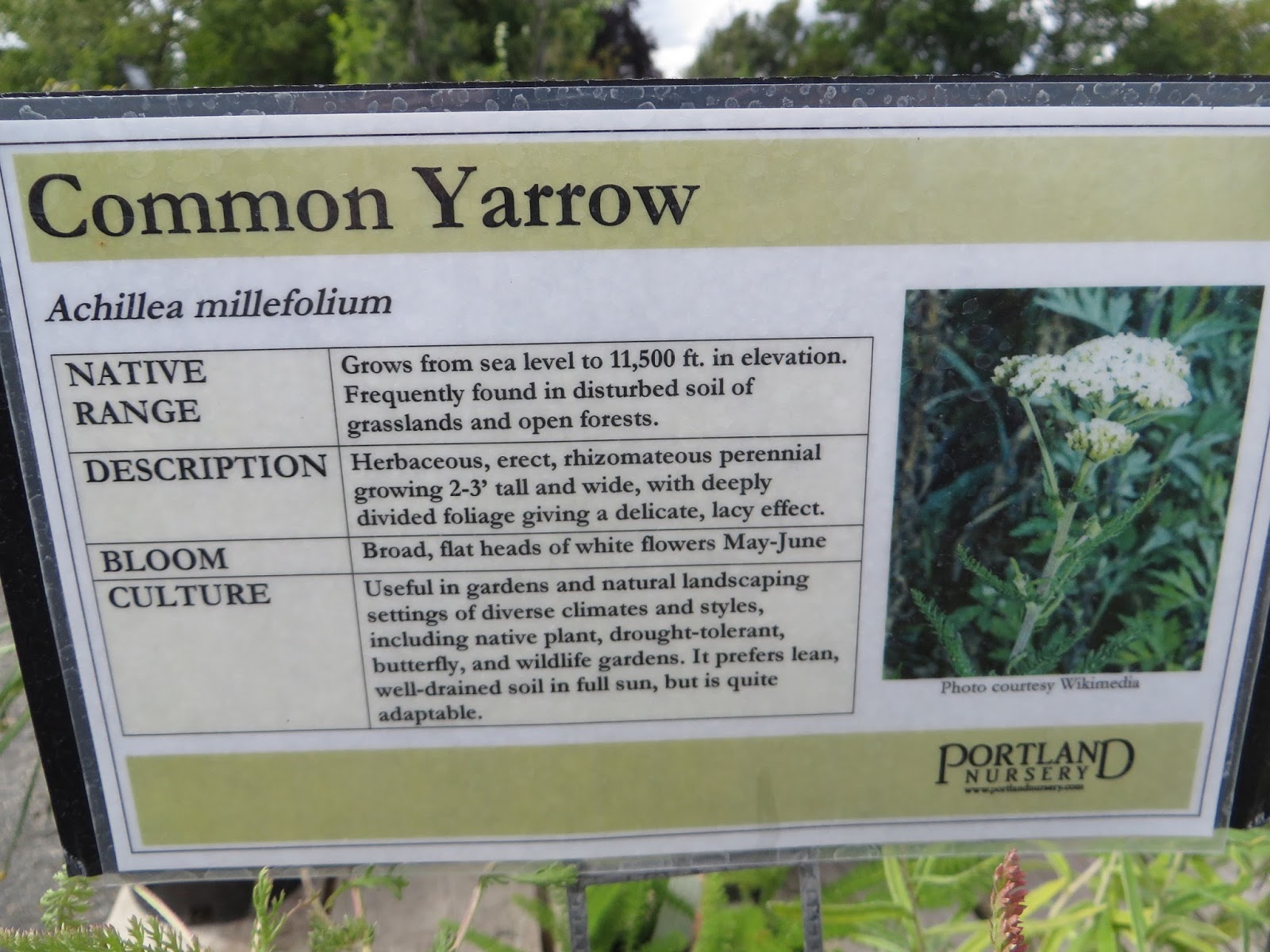 Portland Nursery Visit The Natives