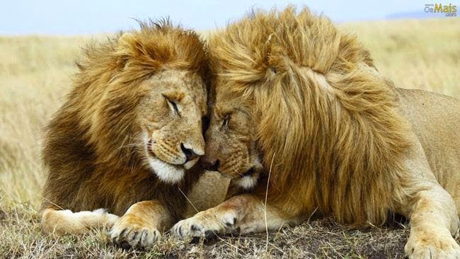 Será que existe homossexualidade entre outros animais? Será que existe homossexualidade entre outros animais?
