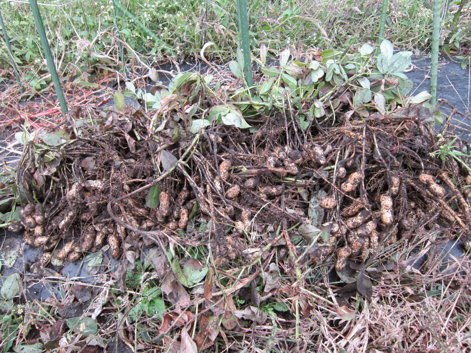 蓼科田舎暮らし 晴耕雨楽 落花生の収穫と動物による被害