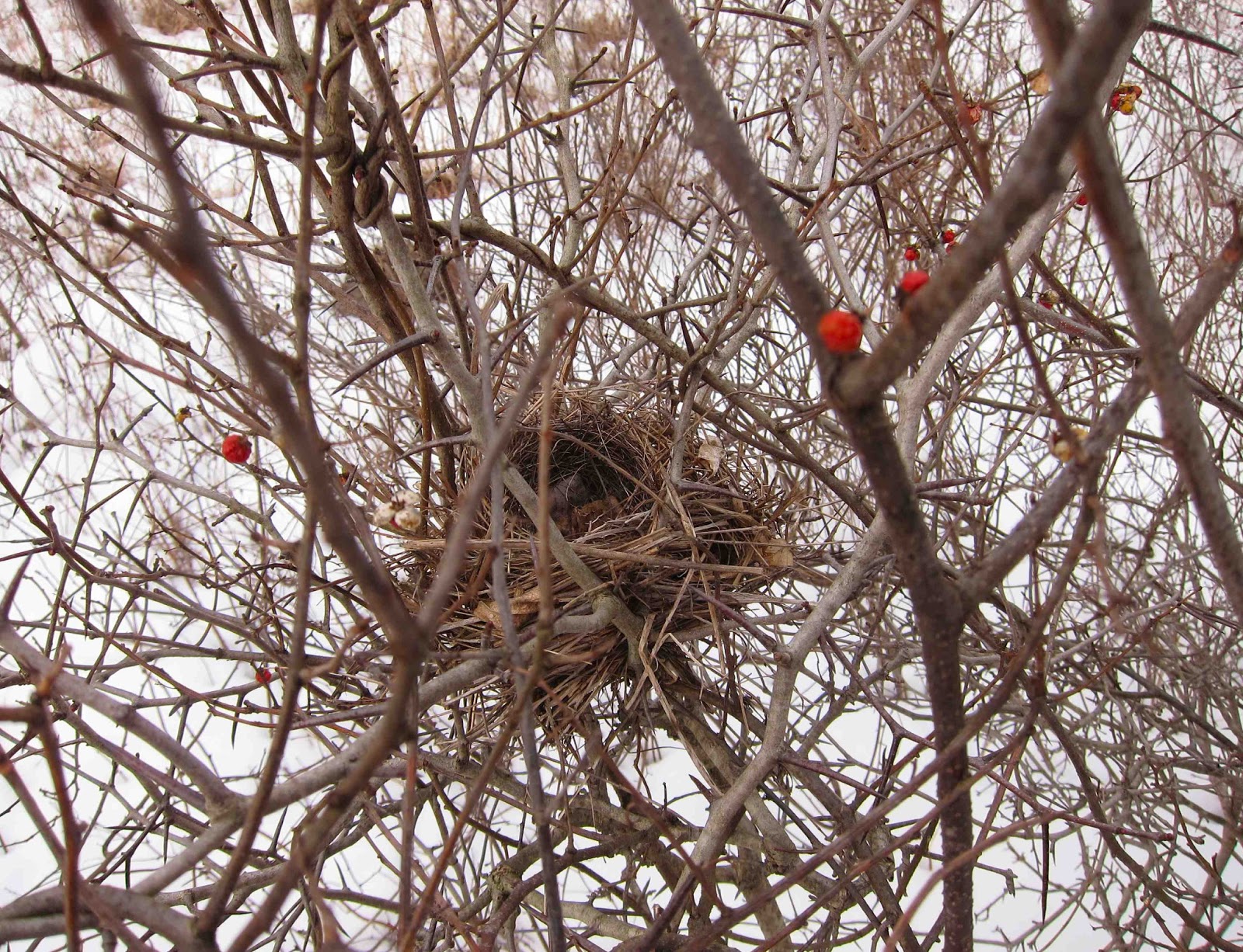 Saratoga woods and waterways Poor Porky!