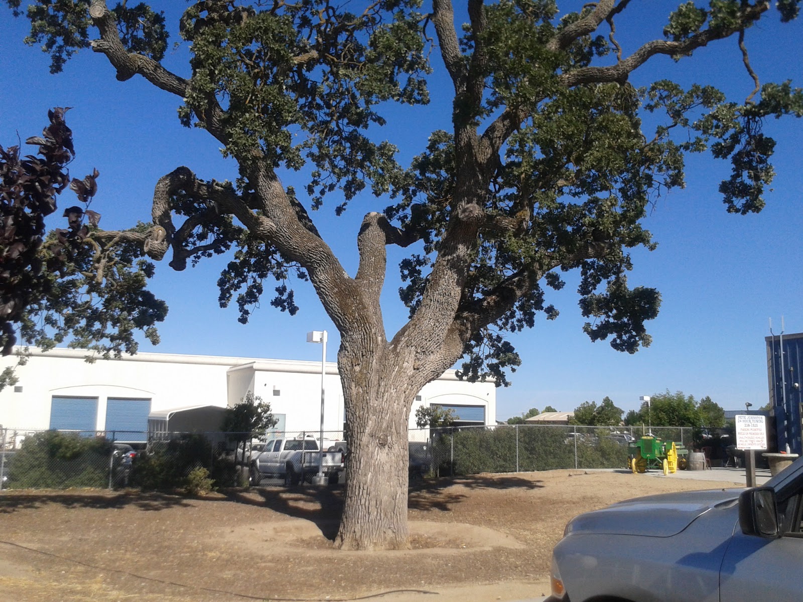 Oak Watch How to kill an oak tree 973 Killing me slowly with backfill