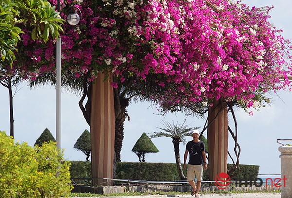 [Image: hoa-giay-no-ro-o-Nha-Trang-6.JPG]