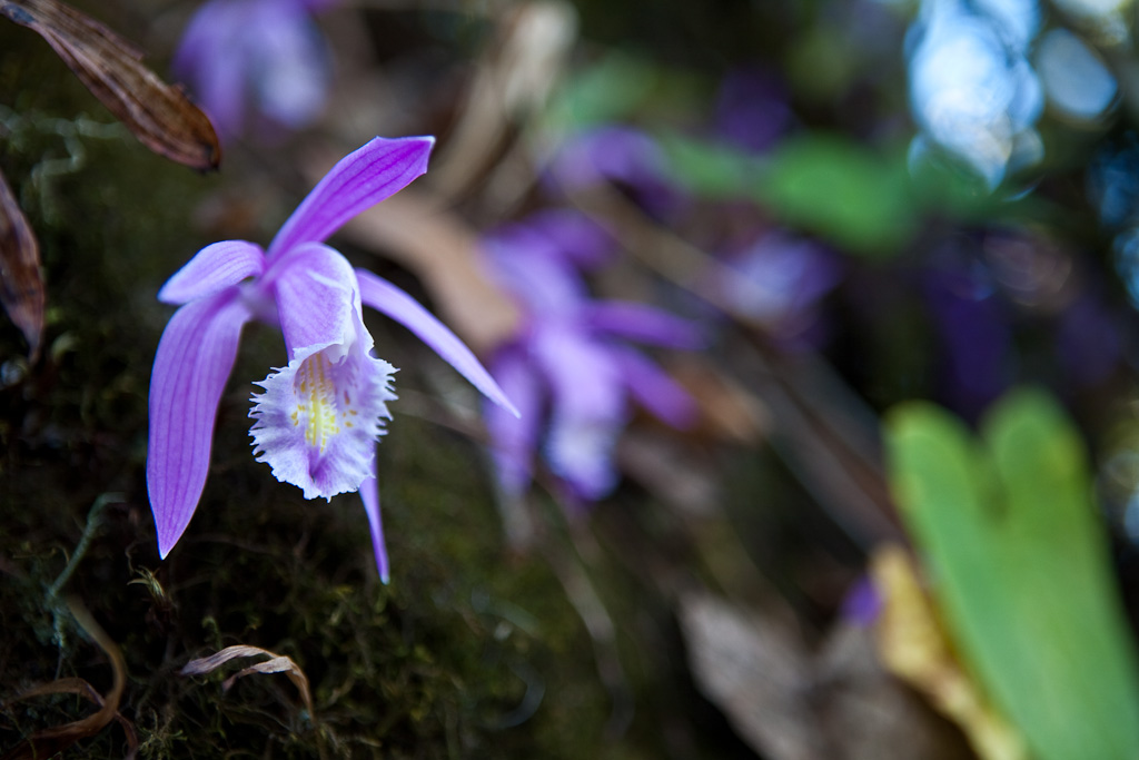 DNA Barcoding Orchids