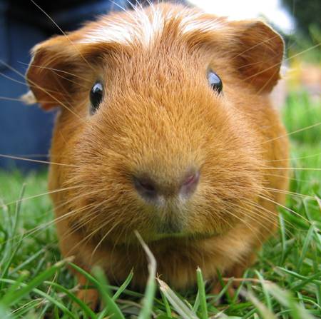 Cute Guinea Pig Names For Girls And Boys