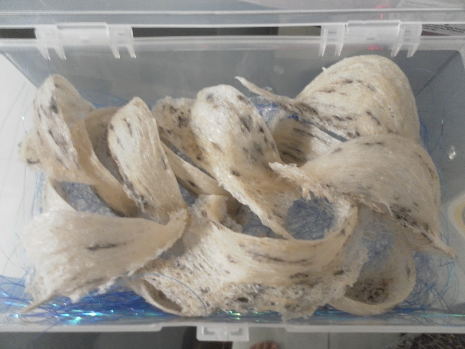 NUMIT Bird Nest 浓密燕窝 BIRD's NEST ORIGINATED FROM TAIPING, MALAYSIA