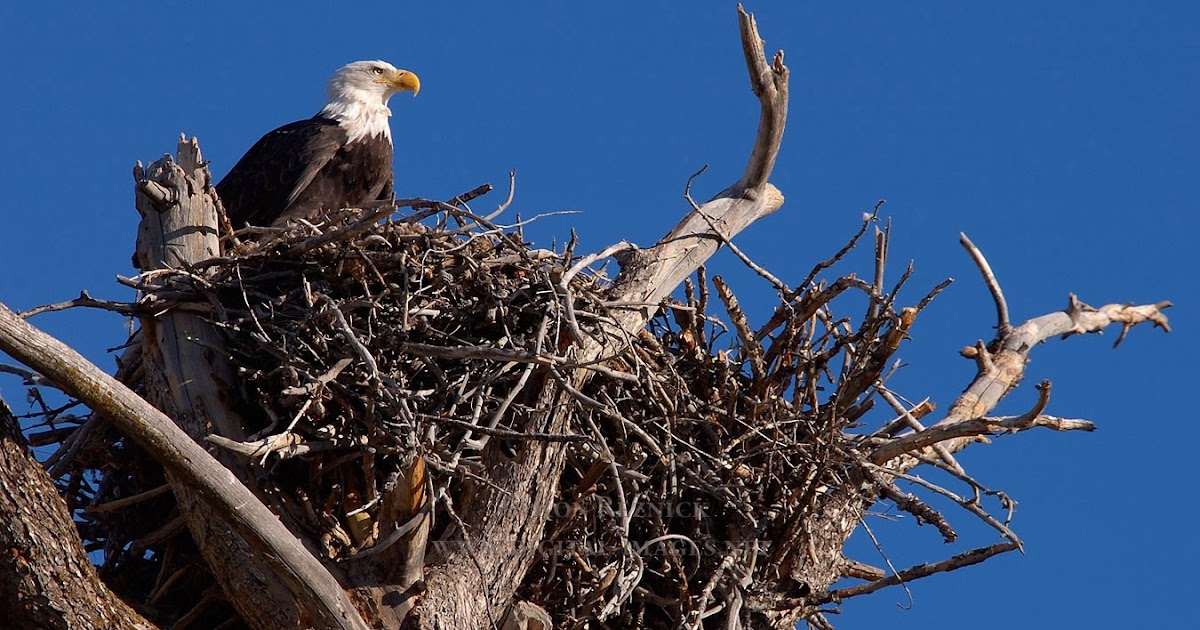 Rules of the Jungle When do eagles build their nest?