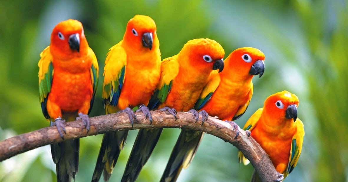 Awon Oruko Eye ati Eranko Ni Ede Yoruba Iroyin Yoruba Olayemi Oniroyin