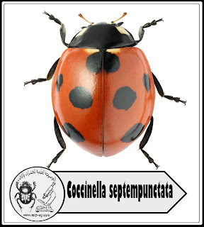 حشرة أبو العيد والمكافحة الحيوية Ladybug