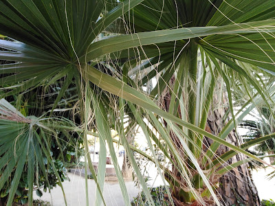 Foglia Washingtonia filifera Foglia Washingtonia filifera