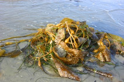 nike do brasil comércio e participações ltda telefone