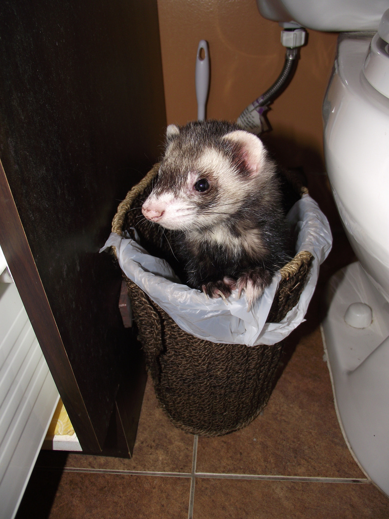 Ferrets North Information & Rescue Society