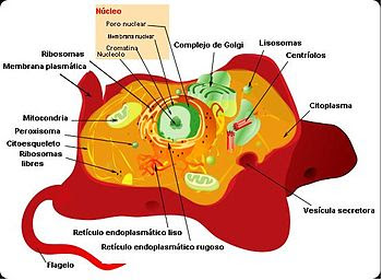 Animal Cell Structure Es