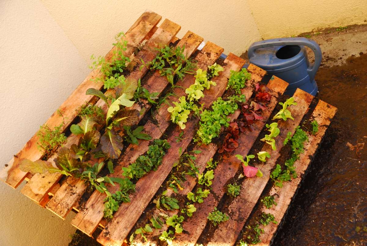 Ziets' Ramblings: The Vertical Vegetable Garden