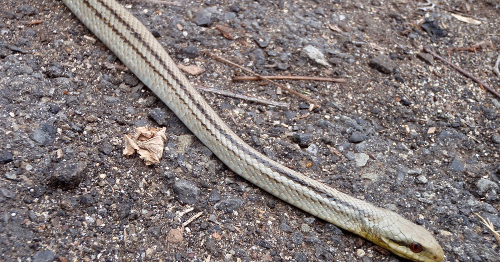 KedahanMalaysian Japan Japanese Fourlined Snake, or Japanese