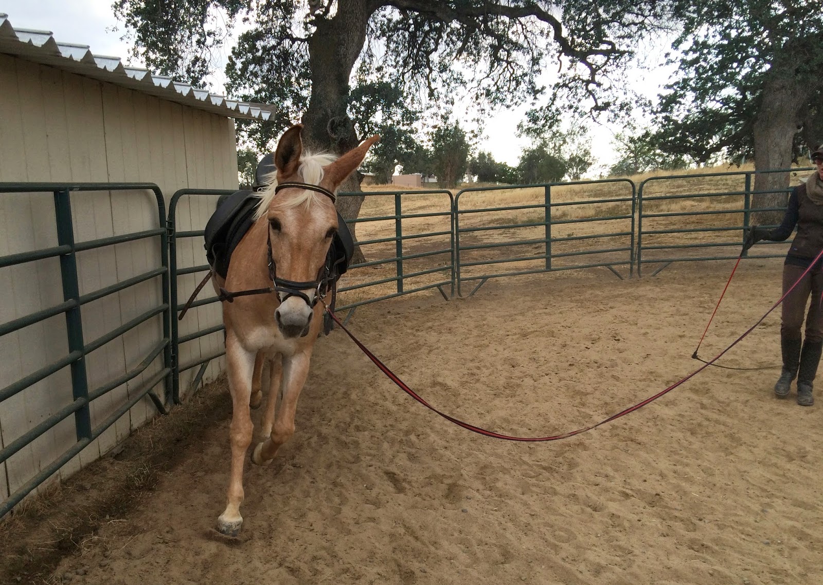 Friday Lesson with Laura Hermanson DIY Horse Ownership