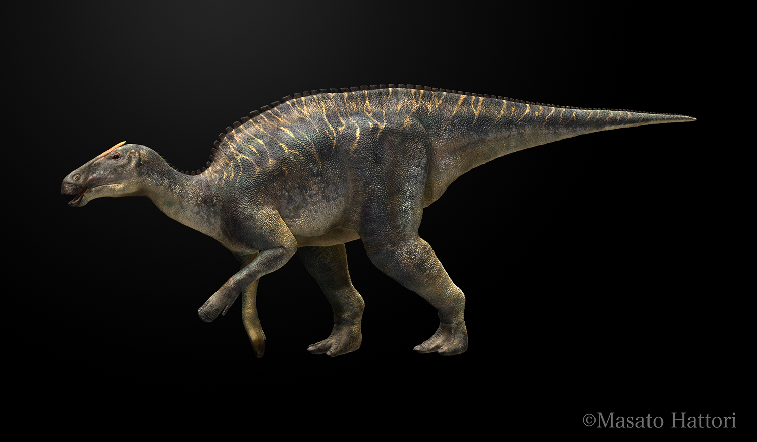 Kamuysaurus japonicus