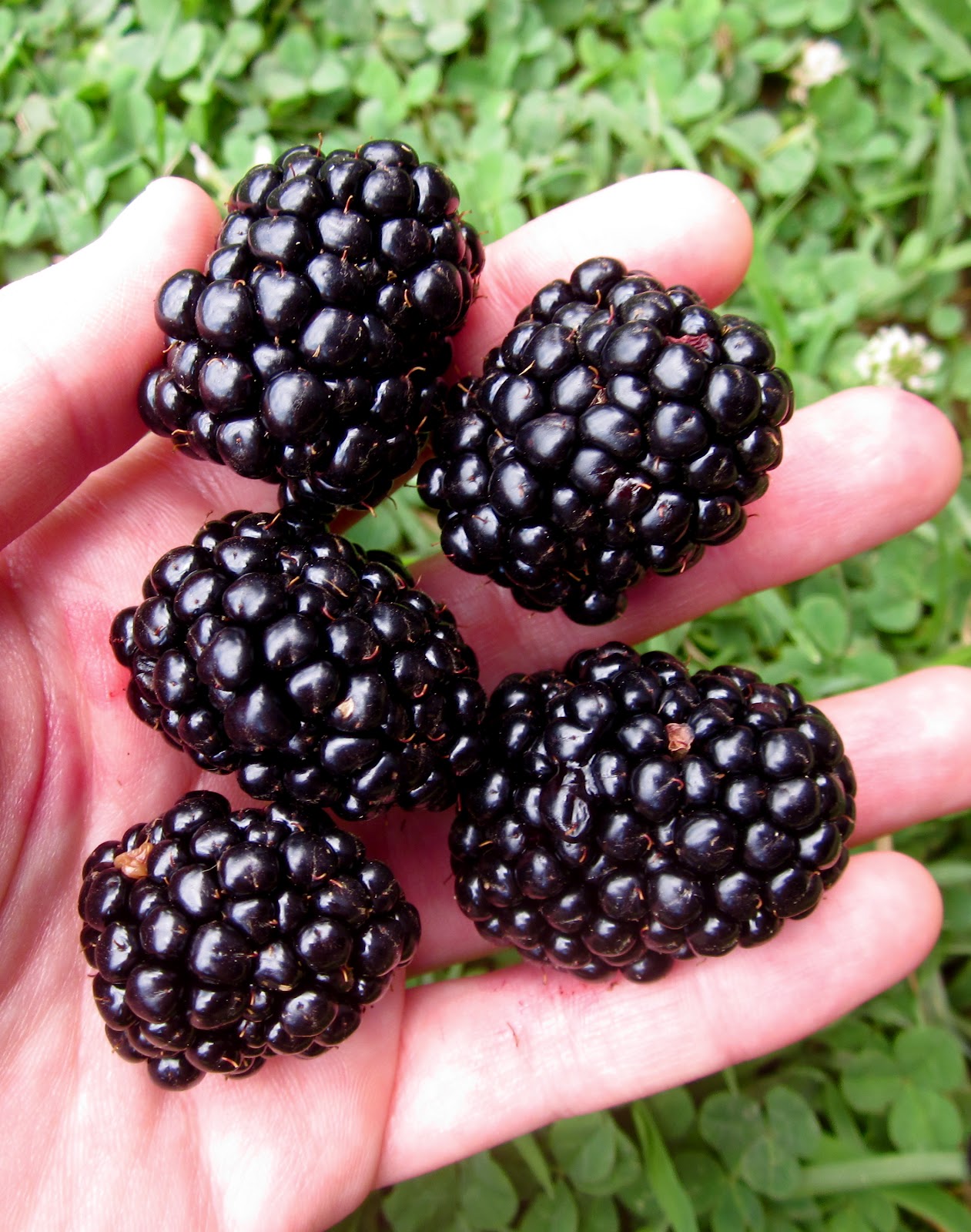 Bekka Bakes Mixed Berry Bars