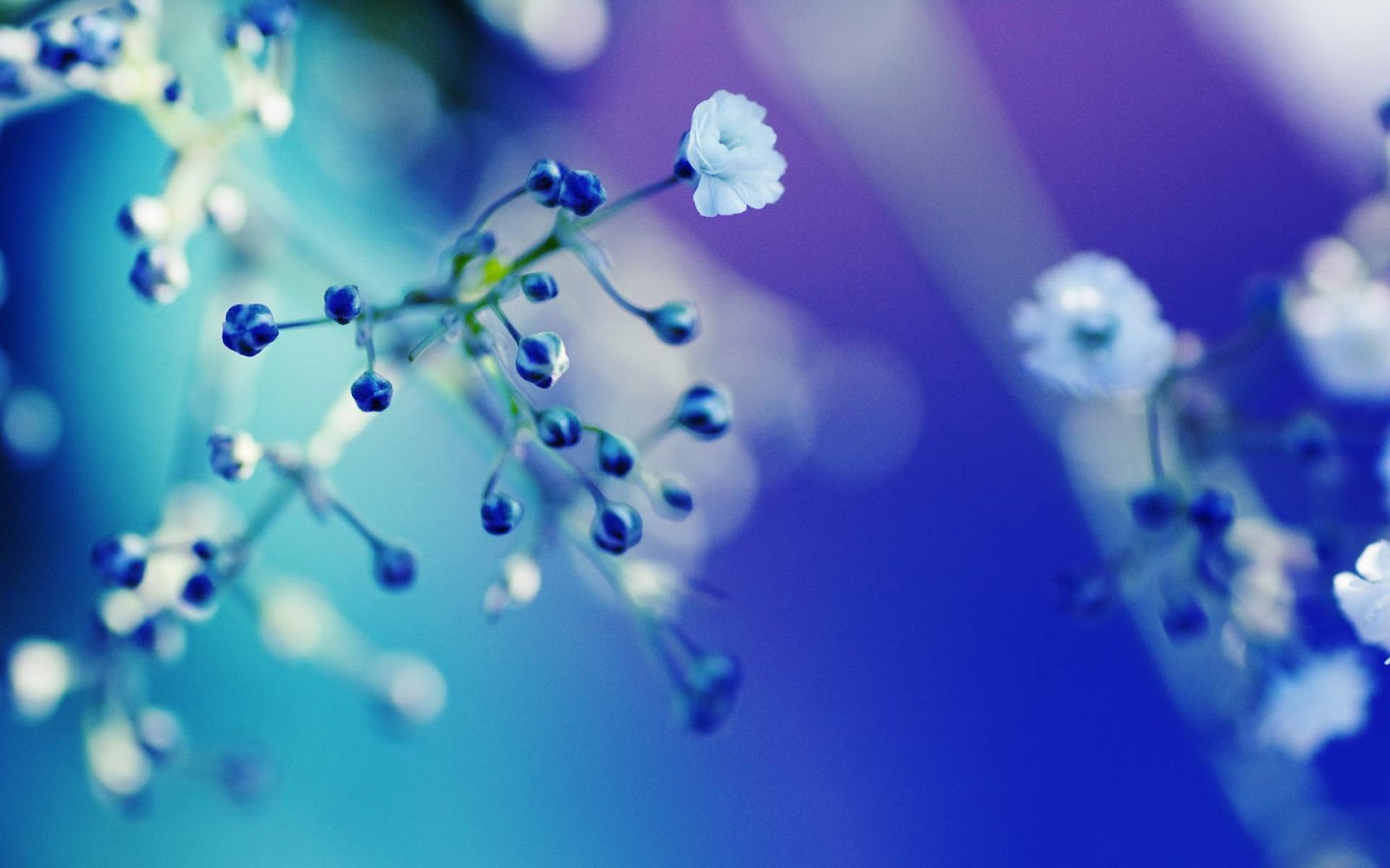 http://1.bp.blogspot.com/-7868o-T99_8/UN9MfQyX2wI/AAAAAAAACBY/Ps_ieunMhtM/s1600/Blue+Flower+Close-up+Wallpaper+HD.jpg