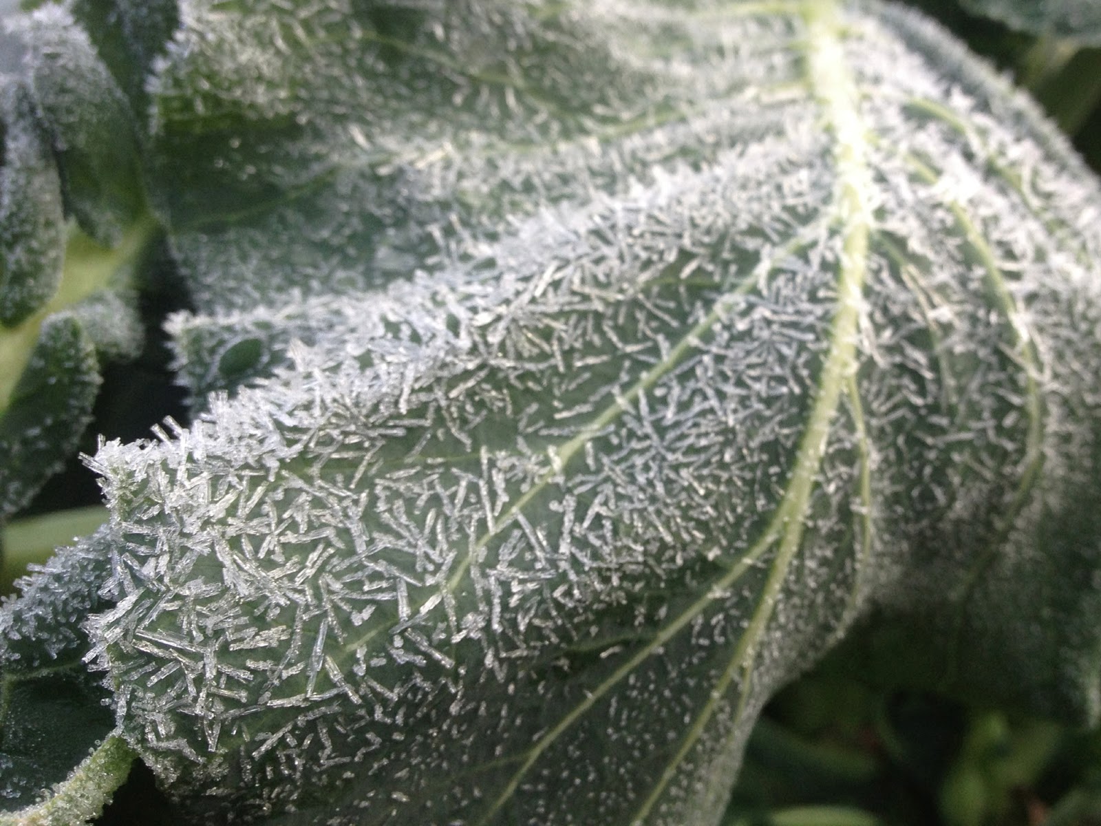 Azalea Bonsai Tree Care Instructions Bonsai Tree