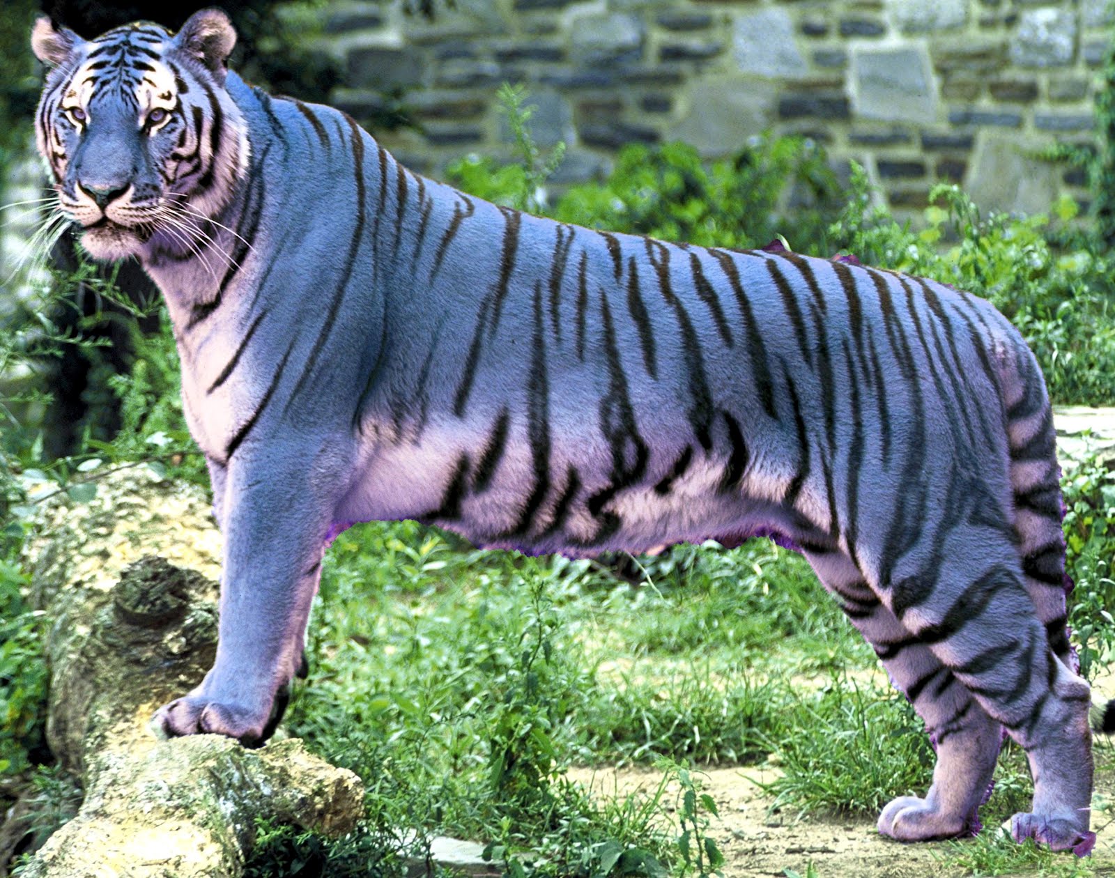 blue maltese tiger