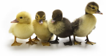 four+ducks+pic.jpg